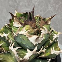 Agave “Crown” （アガベ 皇冠Huang Guan）