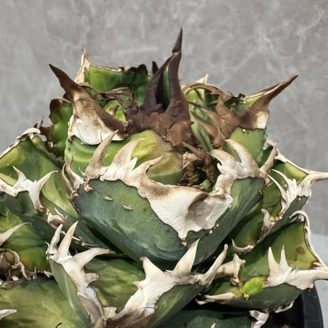 CATEGORY AGAVE -アガベ- | LIT PLANTS l リットプランツ