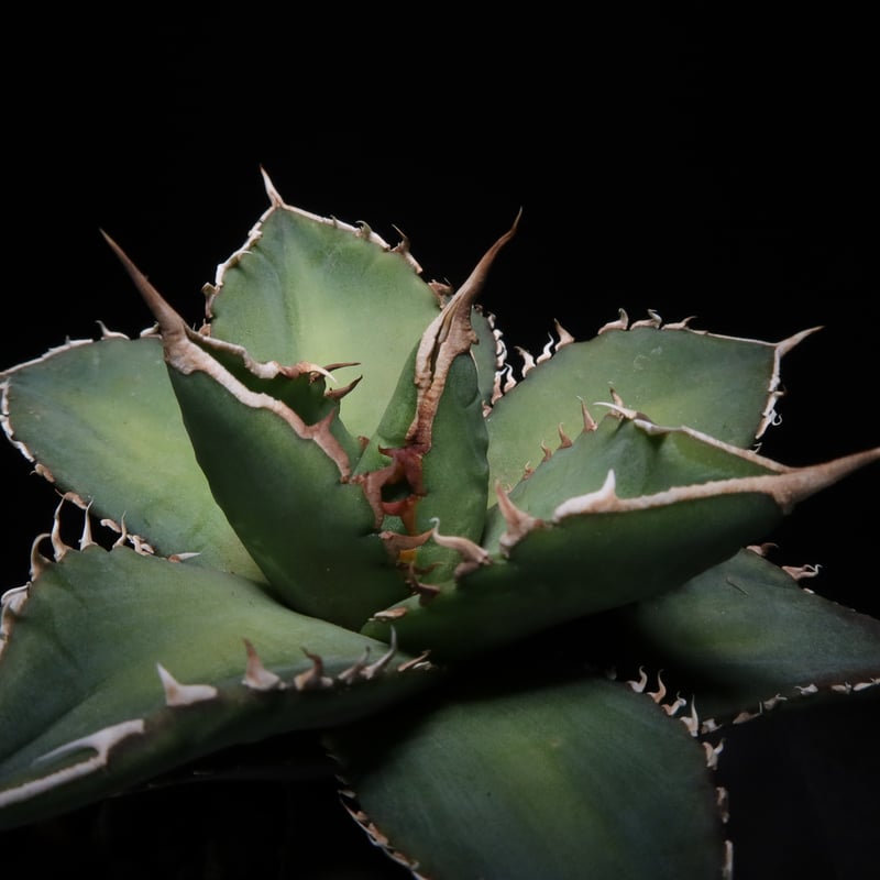 管理No.33833068】アガベ チタノタ 海王（発根済） ｜ Agave Titanot