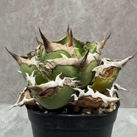 Agave “Black Rhino” （アガベ 黒犀牛）