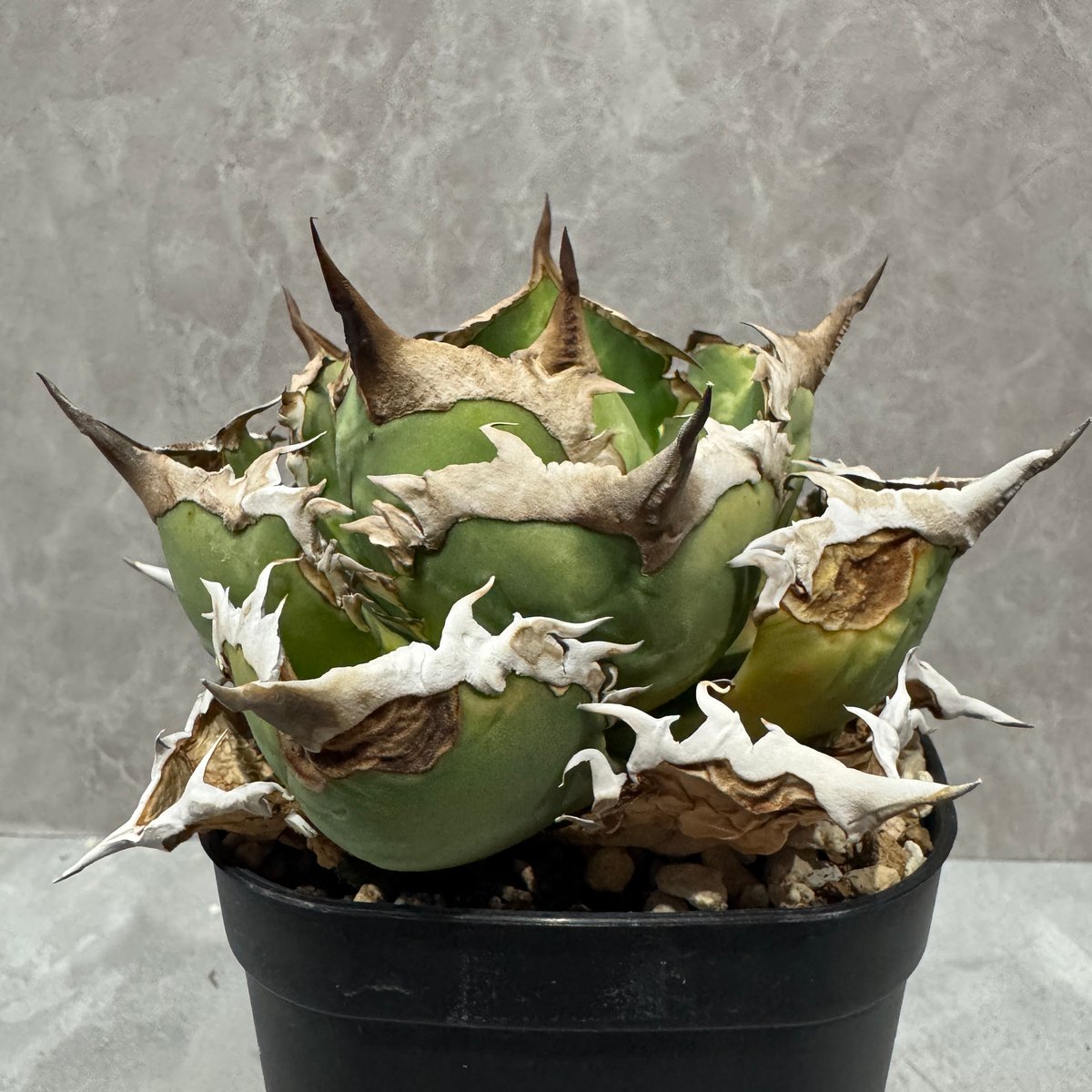 Agave “Black Rhino” （アガベ 黒犀牛） | LIT PLANTS l リッ