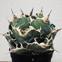 Agave “White Whale” （アガベ 白鯨）