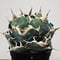 Agave “White Whale” （アガベ 白鯨）