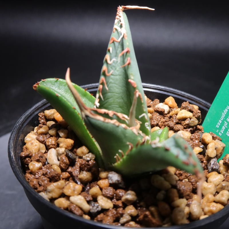 管理No.00696402】アガベ チタノタ 木（発根済） | LIT PLANTS l リ