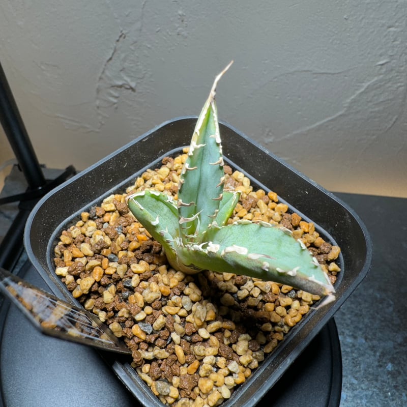 アガベ チタノタ 浪人　agave 大株　鉢のまま発送　最終値下げ価格 アガベ チタノタ 姫巌竜 肉厚 良型 Agave Titanota 'Dwarf