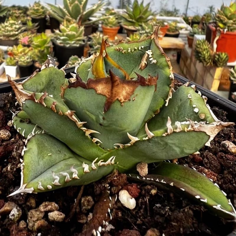 鰐亀　チタノタ　アガベ　子株　未発根 鰐亀 チタノタ アガベ 子株 未発根 鰐亀 チタノタ アガベ 子株 未発根