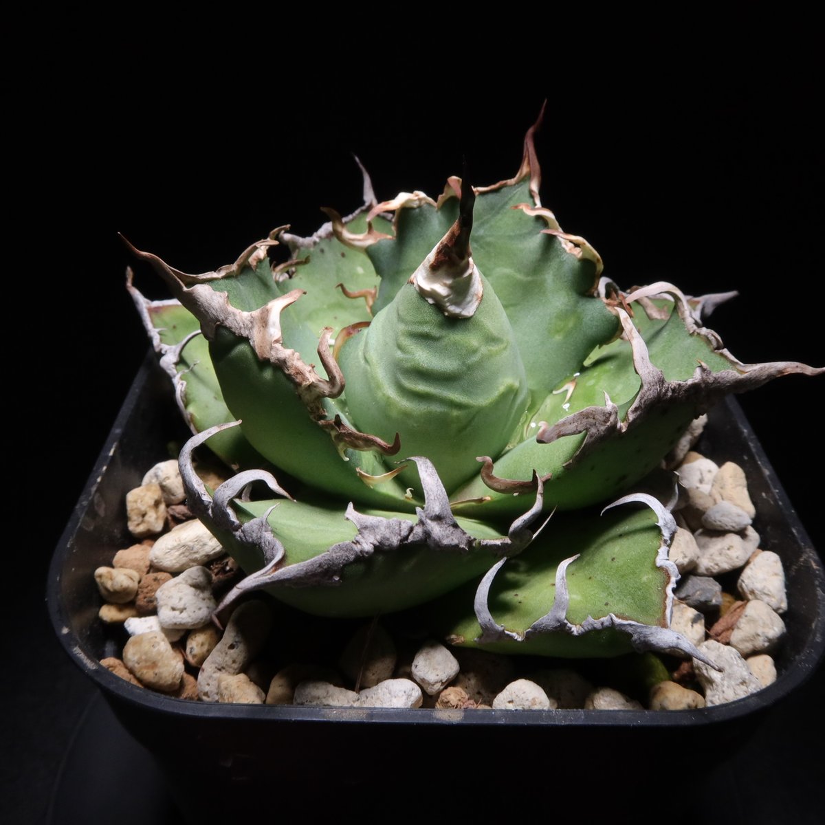 管理No.31289181】アガベ シーザー（発根済） | Agave titanota