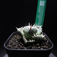 特別価格【管理No.31491081】アガベ SAD（発根済） ｜ Agave