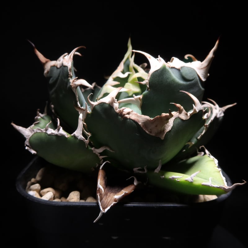 管理No.78018204】アガベ 厳選白鯨(発根済) | Agave White 管理No.78018204】アガベ 厳選白鯨(発根済) | Agave White