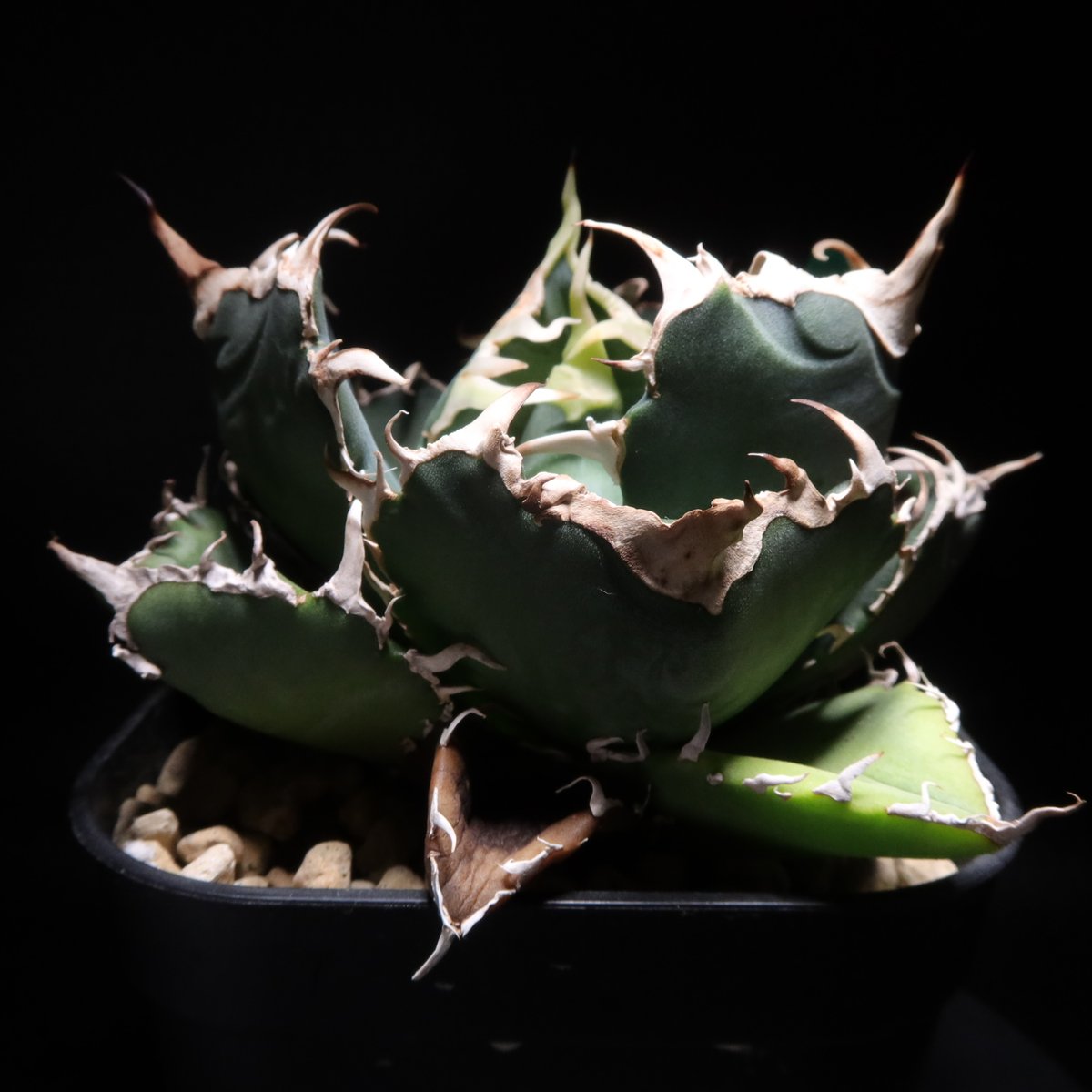 管理No.78018204】アガベ 厳選白鯨（発根済） ｜ Agave White