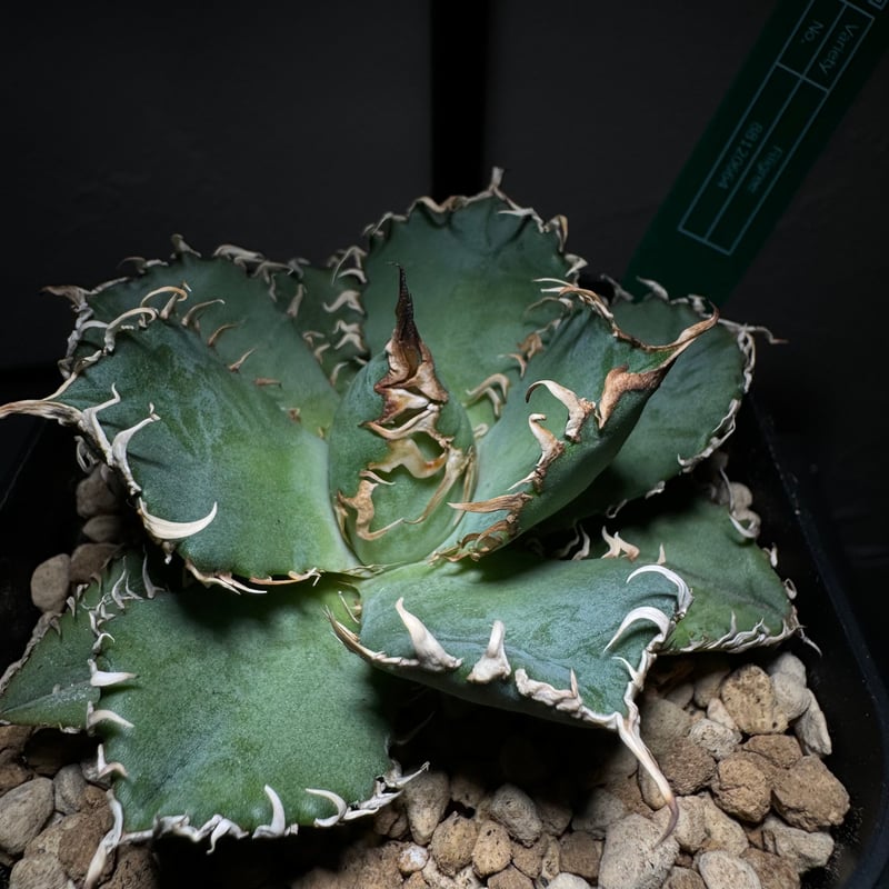 アガベ　フィリグリー fit=scale-down,w=1200