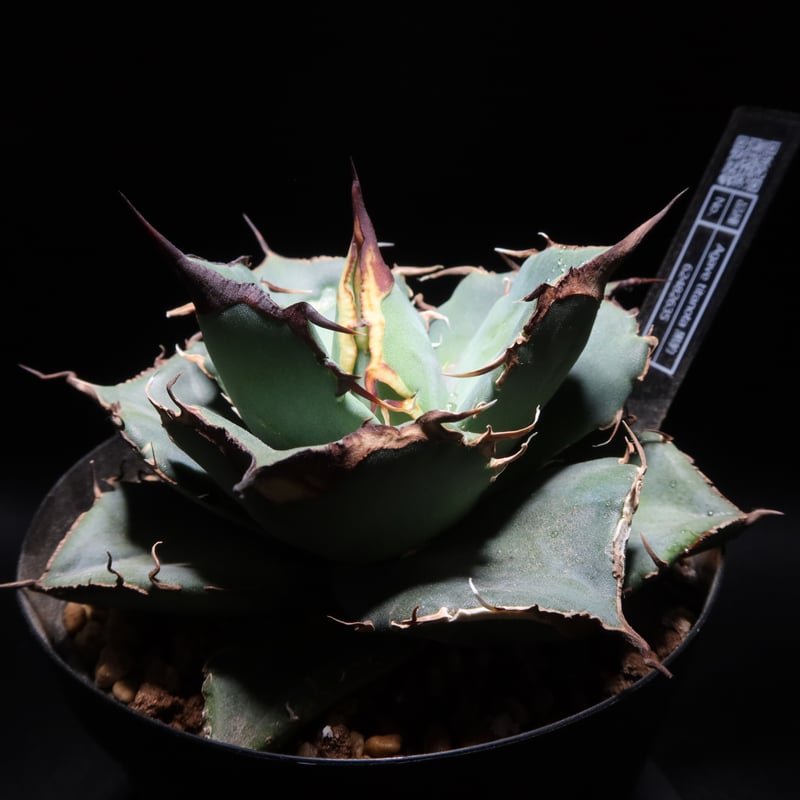 管理No.62482635】アガベ チタノタ 黒豹（発根済） ｜ Agave Titano