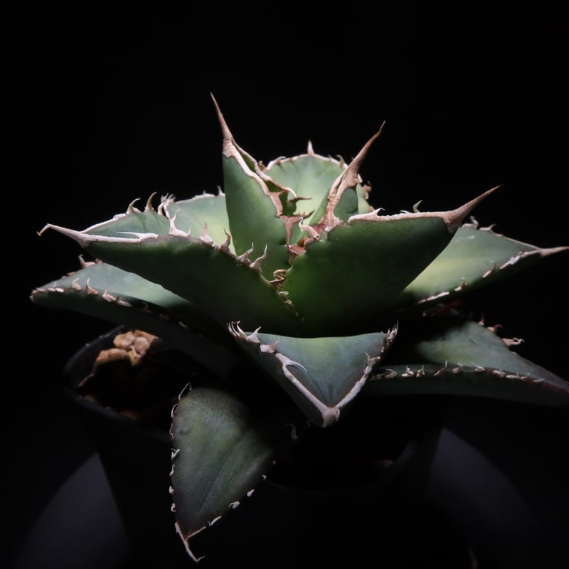 管理No.33833068】アガベ チタノタ 海王(発根済) | Agave 管理No.33833068】アガベ チタノタ 海王(発根済) | Agave