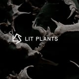 LIT PLANTS l リットプランツ