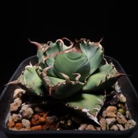 管理No.95335114】アガベ シーザー（発根済） | Agave titanota