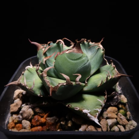 CATEGORY 魔丸 | LIT PLANTS l リットプランツ