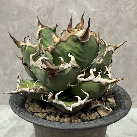 CATEGORY AGAVE -アガベ- | LIT PLANTS l リットプランツ