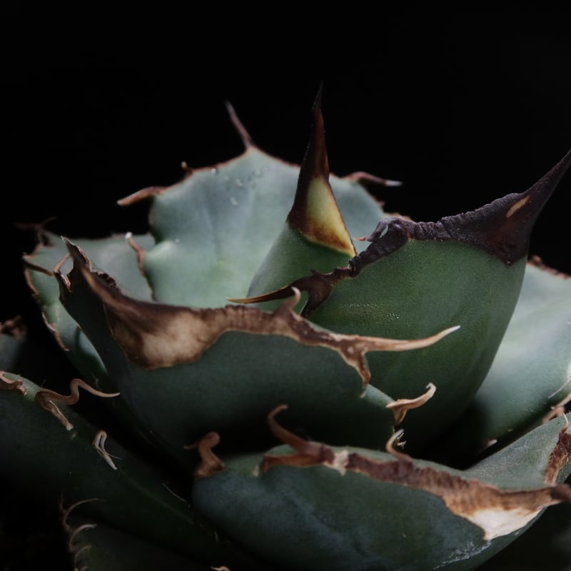 管理No.62482635】アガベ チタノタ 黒豹（発根済） ｜ Agave Titano