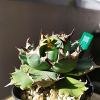 特別価格】アガベ SAD（発根済） ｜ Agave titanota SAD “sout