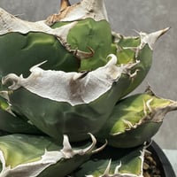 Agave “Polaris” （アガベ 北極星）