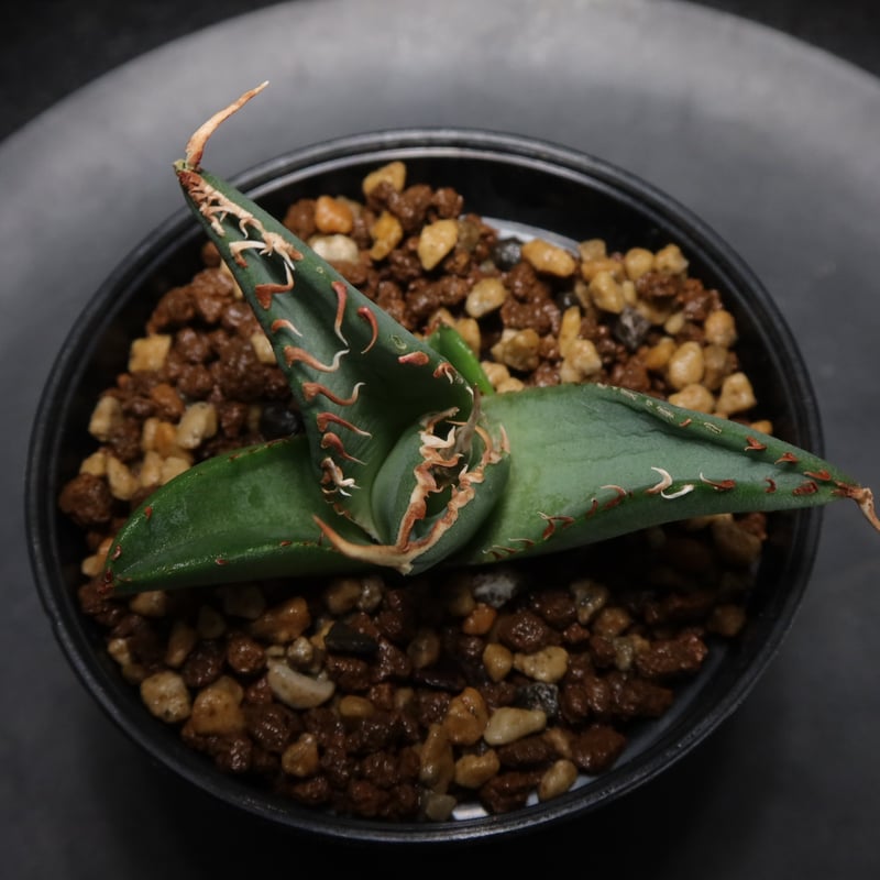 管理No.00696402】アガベ チタノタ 木（発根済） | LIT PLANTS l リ