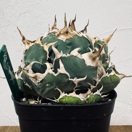 Agave “White Whale” （アガベ 白鯨）