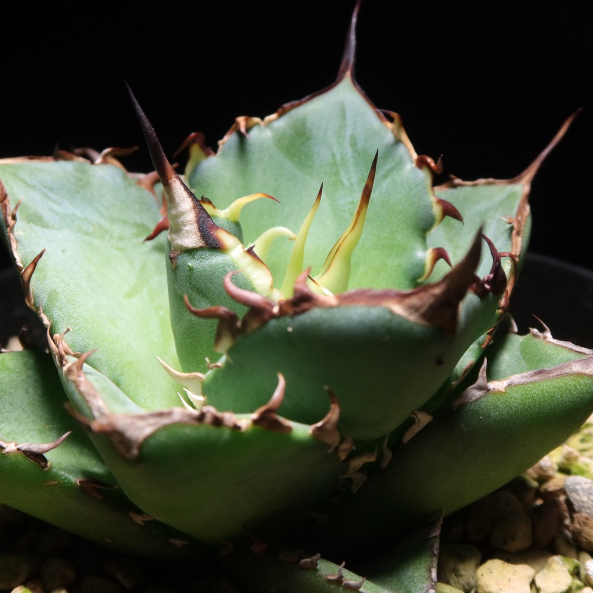 アガベ　ハデス Amazon.co.jp: F1 特厳選 アガベ チタノタ ハデス 黒帝斯 Agave