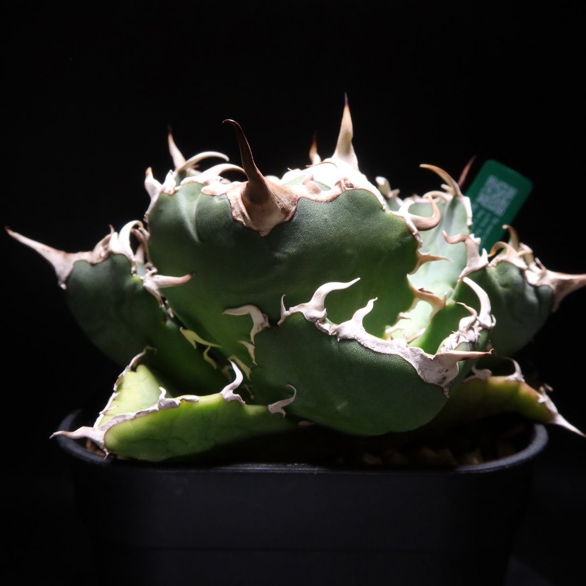 管理No.43500098】アガベ 厳選白鯨（発根済） ｜ Agave White Whal 