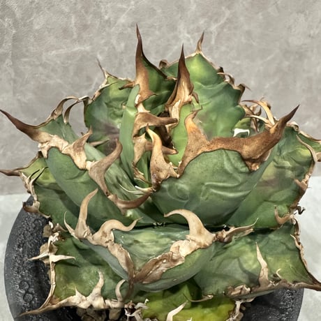 すごく良いAgave “Caesar” （アガベ シーザー）