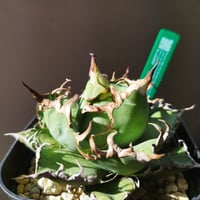 特別価格】アガベ シーザー（発根済） | Agave titanota 
