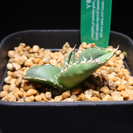 CATEGORY 狼人 | LIT PLANTS l リットプランツ CATEGORY 狼人 | LIT PLANTS l リットプランツ