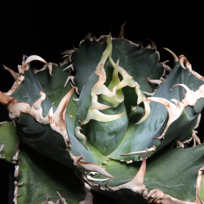 管理No.78018204】アガベ 厳選白鯨(発根済) | Agave White 管理No.78018204】アガベ 厳選白鯨(発根済) | Agave White