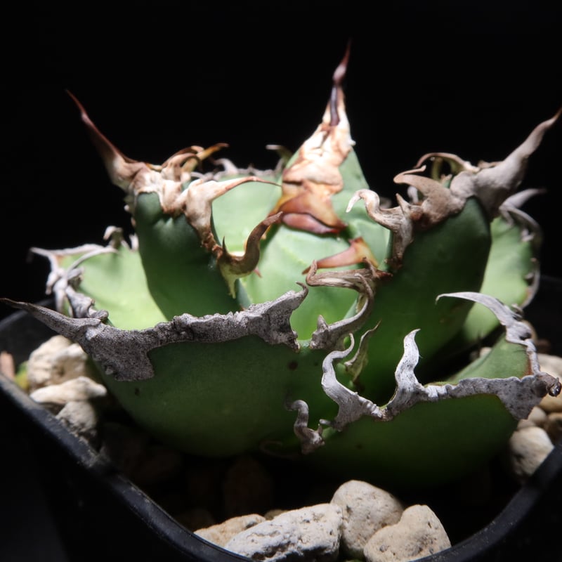 管理No.31289181】アガベ シーザー（発根済） | Agave titanota