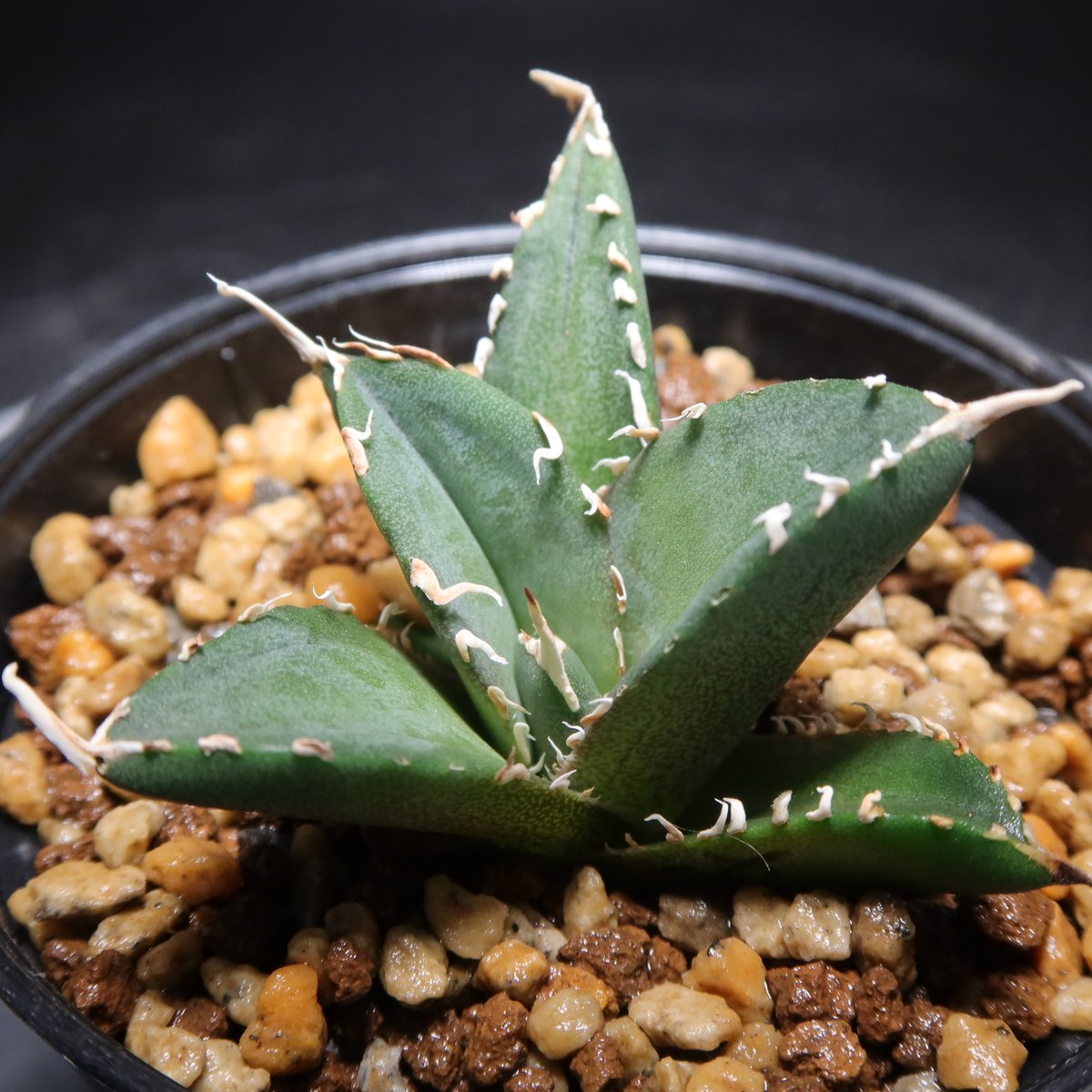 管理No.02364472】アガベ チタノタ 木（発根済） | LIT PLANTS l