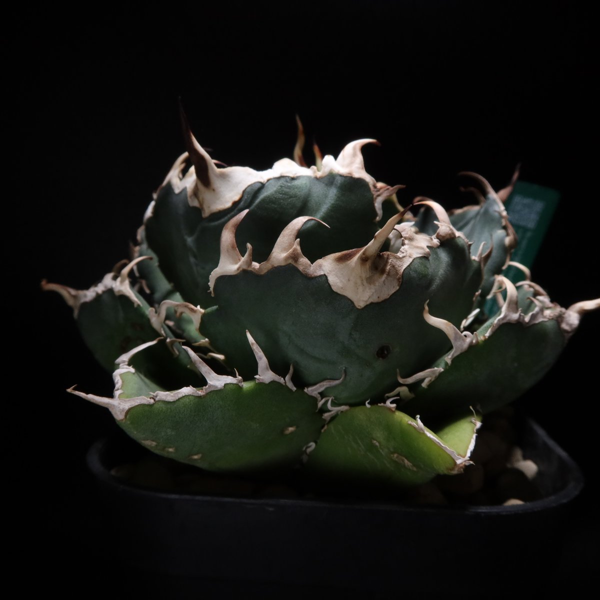 管理No.41396665】アガベ 厳選白鯨(発根済) | Agave White 管理No.41396665】アガベ 厳選白鯨(発根済) | Agave White