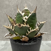 Agave “Gorineko” （アガベ ゴリ猫）