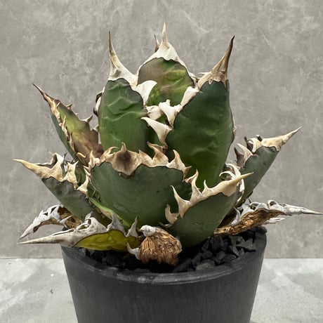 CATEGORY AGAVE -アガベ- | LIT PLANTS l リットプランツ