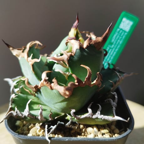 CATEGORY AGAVE -アガベ- | LIT PLANTS l リットプランツ