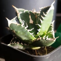 【アガベ】SAD 発根 活着済み 特別価格【管理No.31491081】アガベ SAD（発根済） ｜ Agave titan