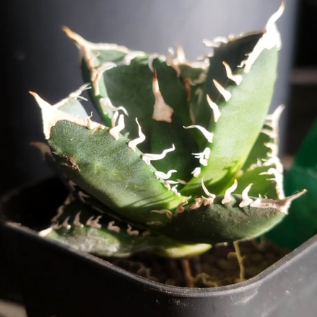 アガベ tora DRAGON AGAVE】アガベ 黒犀牛 EC13 – TaiShoDo ONLINE SHOP