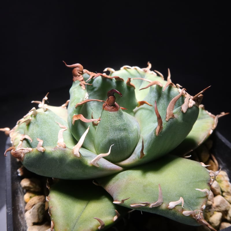 管理No.67589657】アガベ チタノタ 魔丸（発根済） ｜ Agave