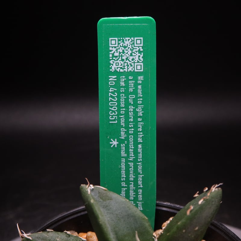 管理No.42209351】アガベ チタノタ 木（発根済） | LIT PLANTS l