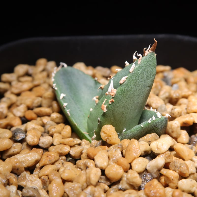 アガベ チタノタ 連絡用ページ 管理No.00973768】アガベ チタノタ 狼人（発根済） | LIT PLANTS