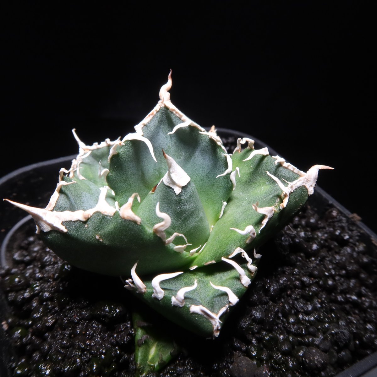 アガベ　Agave SAD 管理No.83435133】アガベ SAD（発根済） ｜ Agave titanota