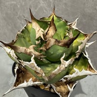 Agave “Black Rhino” （アガベ 黒犀牛）