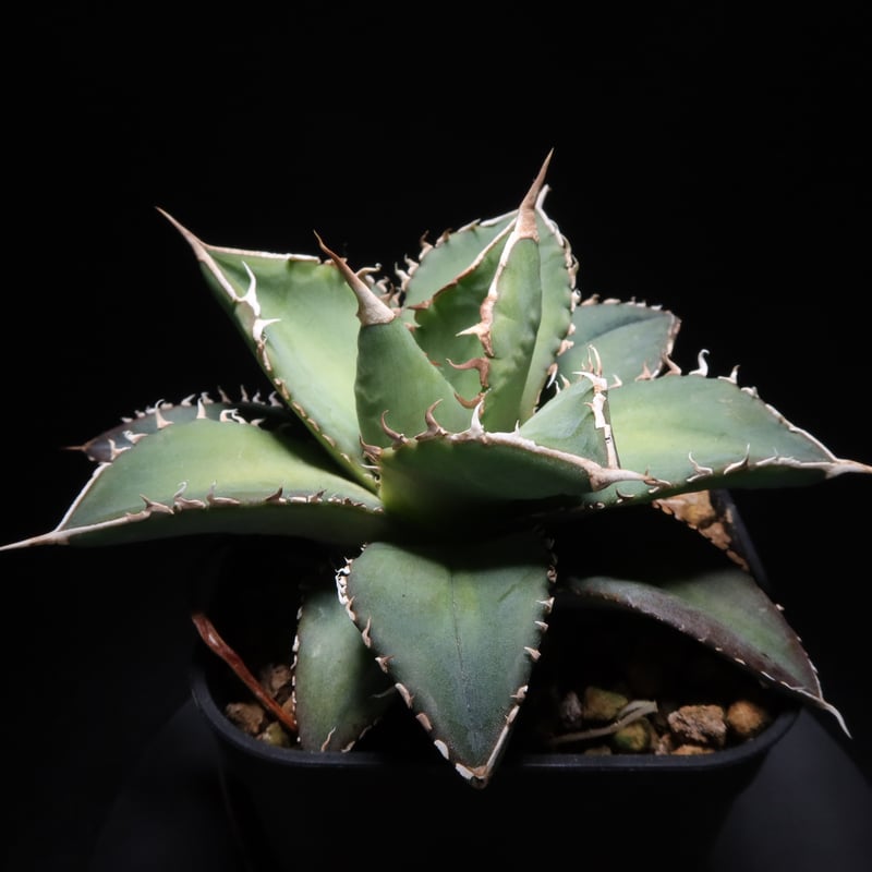 管理No.33833068】アガベ チタノタ 海王(発根済) | Agave 管理No.33833068】アガベ チタノタ 海王(発根済) | Agave