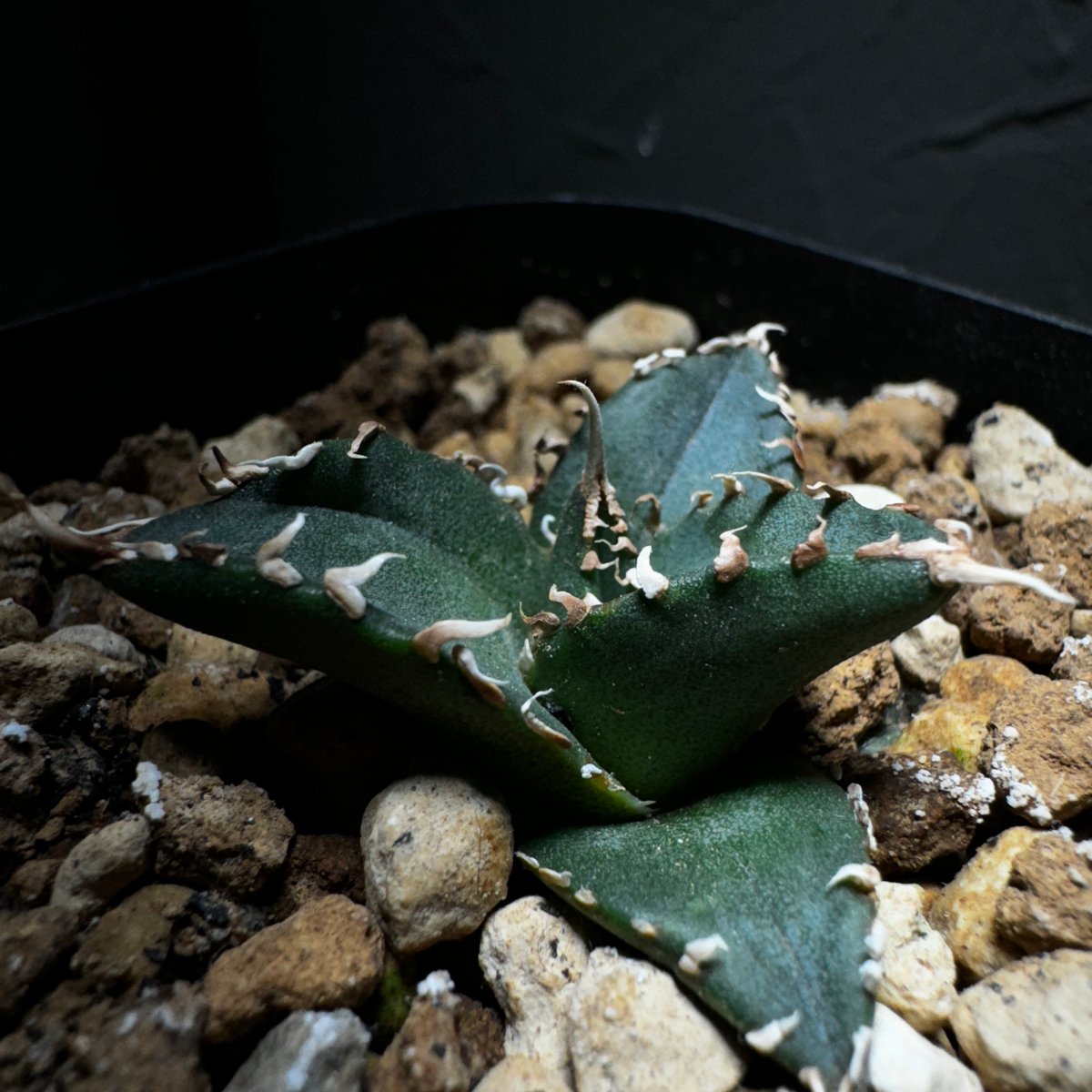管理No.89380348】アガベ チタノタ 海王（発根済） ｜ Agave