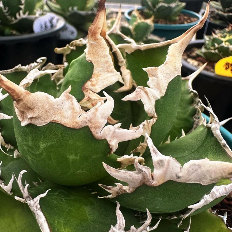 アガベ　チタノタ　海王変異　浅斑入り アガベ チタノタ 海王変異 浅斑入り アガベ チタノタ 海王 / Agave