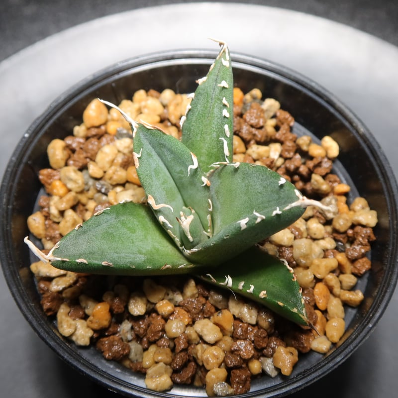 発根済】アガベ スーパーチタノタ 子株 07 発根済】アガベ スーパー