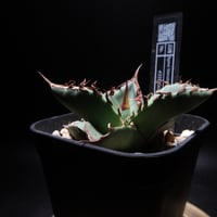 管理No.83435133】アガベ SAD（発根済） ｜ Agave titanota